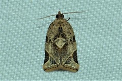 Neocalyptis affinisana