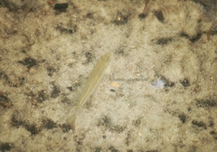 Rasbora dandia