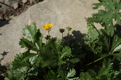 Potentilla ruprechtii