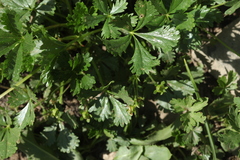 Potentilla ruprechtii