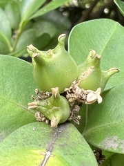 Buxus liukiuensis