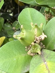 Buxus liukiuensis