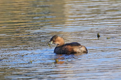 Tachybaptus ruficollis