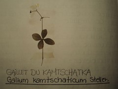 Galium kamtschaticum