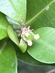 Buxus liukiuensis