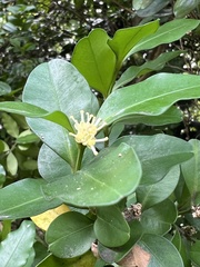Buxus liukiuensis