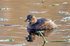 Tachybaptus ruficollis