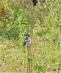 Pericrocotus erythropygius