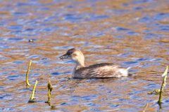 Tachybaptus ruficollis