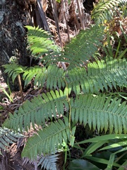 Cibotium glaucum