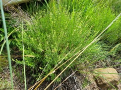 Ocimum angustifolium