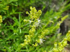 Ocimum angustifolium
