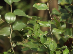 Ceriagrion coromandelianum