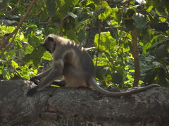 Semnopithecus entellus