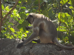 Semnopithecus entellus
