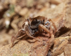 Habronattus borealis