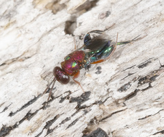 Agamerion cleptideum
