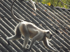 Semnopithecus entellus