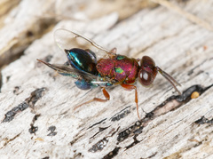 Agamerion cleptideum