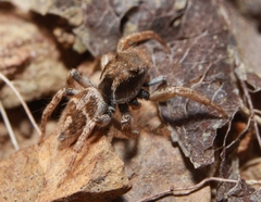 Habronattus borealis