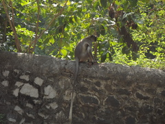 Semnopithecus entellus