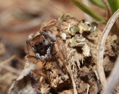 Habronattus borealis