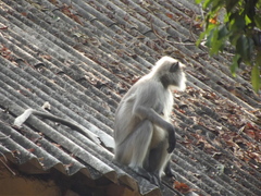 Semnopithecus entellus