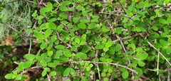 Coprosma ciliata