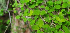 Coprosma ciliata
