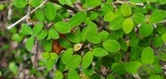 Coprosma ciliata