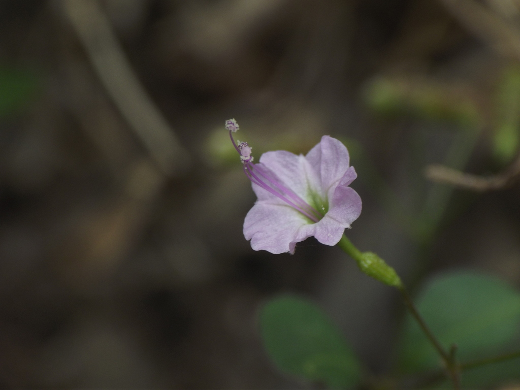 Commicarpus chinensis (Commicarpus chinensis)