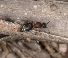 Ephutomorpha cordatiformis