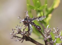Daptolestes
