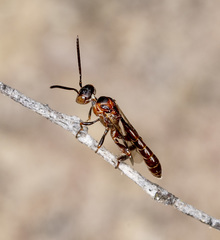 Pseudofoenus darwini