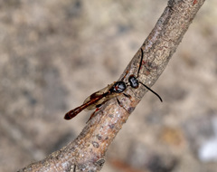 Pseudofoenus darwini