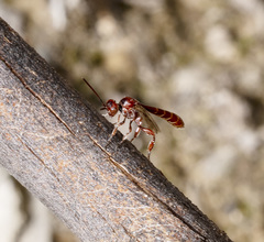Pseudofoenus darwini