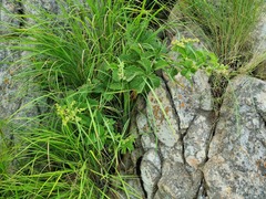 Cyphostemma lanigerum