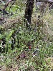 Pterostylis abrupta