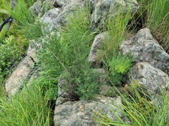 Asparagus transvaalensis