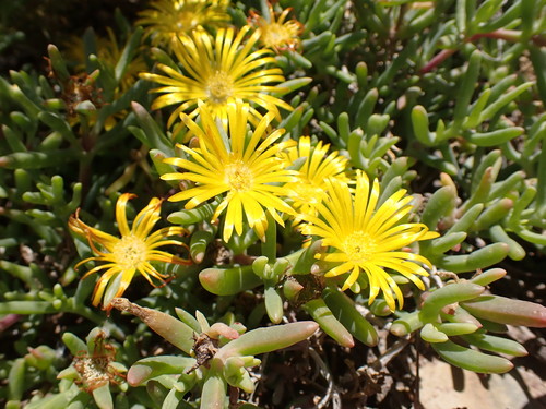 Hymenocyclus thunbergii (Haw.) L.Bolus