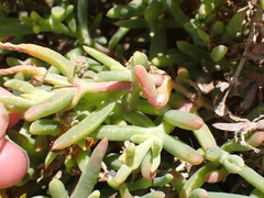 Malephora thunbergii