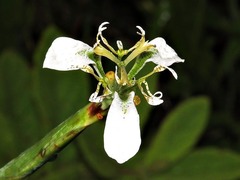 Moraea pubiflora