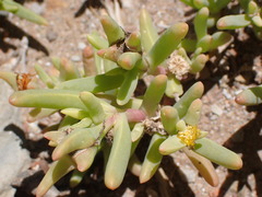 Malephora thunbergii