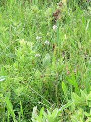 Moraea pubiflora image