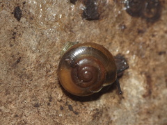 Gastropoda