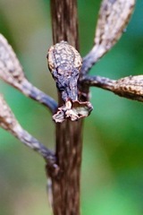 Gastrodia cunninghamii