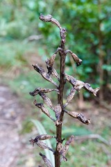 Gastrodia cunninghamii