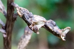 Gastrodia cunninghamii