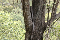 Eucalyptus moluccana