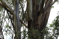 Eucalyptus moluccana